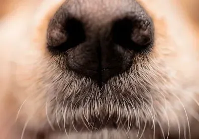 a close up photo of a black dog nose with blond and white whiskers a close up photo of a black dog nose with blond and white whiskers